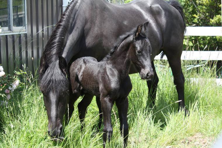 Friesian Horses